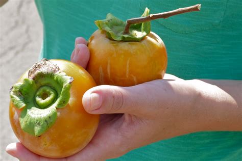 Persimmons, eaten within hours of picking (in salad)