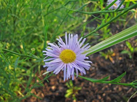 Boltonia asteroides 'Pink Beauty' - The Obsessive Neurotic Gardener