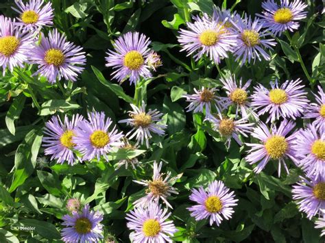 A Wandering Botanist: The Range of Prairie Plants--Natives of Edmonton, Alberta