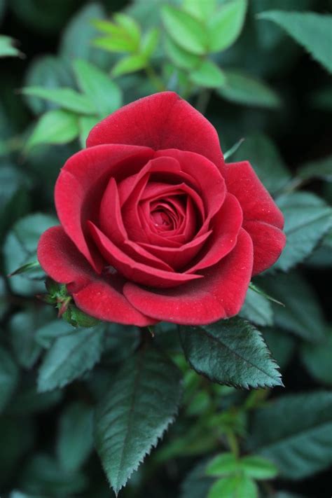 Hình ảnh hoa Hồng đỏ - Tổng hợp hình ảnh hoa Hồng đỏ đẹp nhất - Sửa Nhà Sơn Nhà 10 Địa Chỉ Uy ...