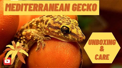 Mediterranean House Gecko Care - Tugule