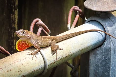 Anole Lizard Features FAQs • The Wannabe Naturalist