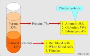 Albumin (Serum Albumin) - Labpedia.net