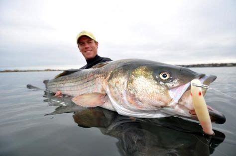 The 25 Best Striper Surf Lures of All Time | Field & Stream | Striper fishing, Surf fishing, Fish