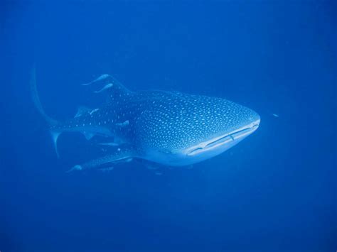 Whale Shark Diving | Marcel Ekkel | Flickr