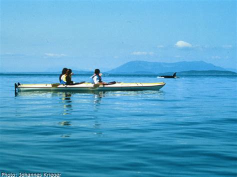 A fun guide to sea kayaking tours in the San Juan Islands, Orcas Island, and Lopez Island.