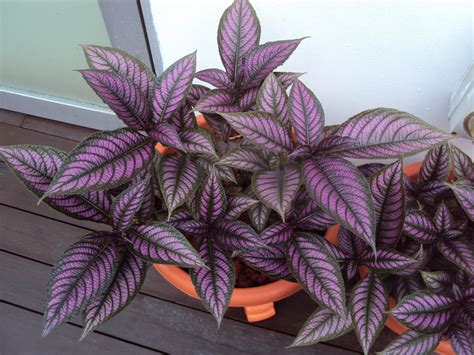 How To Grow And Take Care Of Persian Shield Plant | Gardenoid