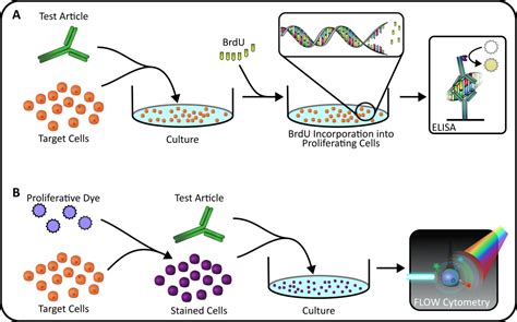 Proliferation Assay | Immuno-Oncology | Xeno Diagnostics