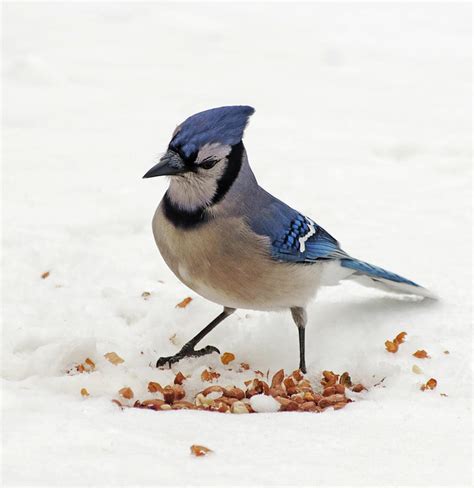 Blue Jay with Peanuts Photograph by Jeff Galbraith - Fine Art America