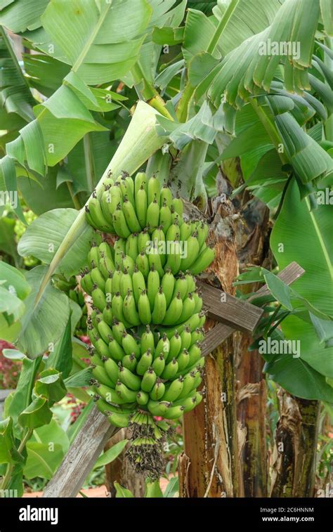 Banane Musa acuminata Dwarf Cavendishii, Banana Musa acuminata Dwarf ...