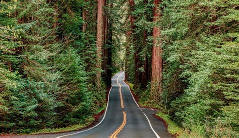 Visit Redwood National Park