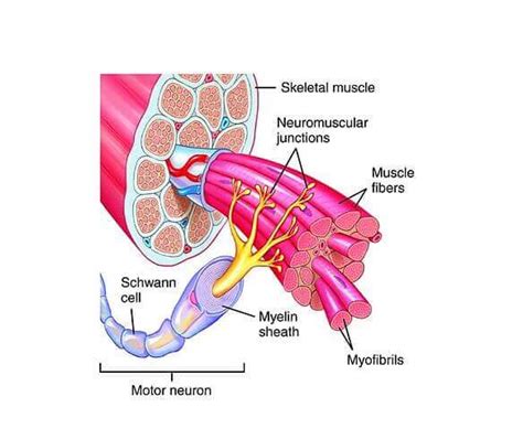 Motor Unit | Brookbush Institute Glossary