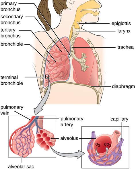 Upper And Lower Respiratory System