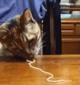 Cats Love Spaghetti GIF - Cat Pasta Spaghetti - Discover & Share GIFs