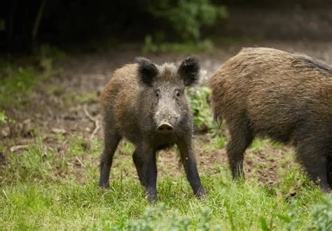 The Difference Between A Pig and A Hog Explained – Savvy Farm Life