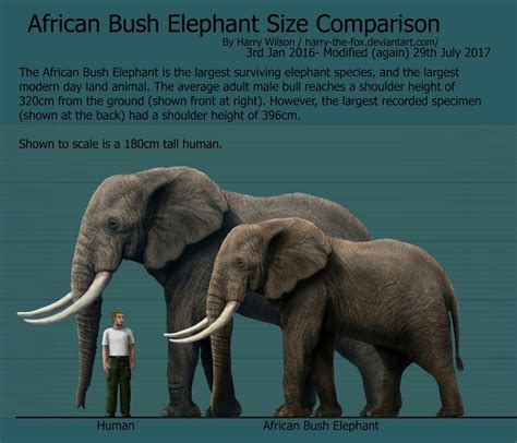 African Bush Elephant Size Comparison