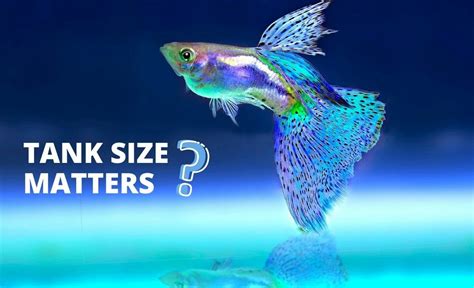 What Size Tank Do You Need to Breed Guppies? (Answered)