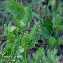 Celery Powder Seed Bulk - Sage Consulting & Apothecary