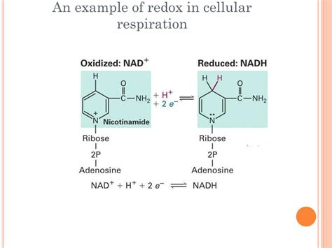 PPT - Cellular Respiration PowerPoint Presentation, free download - ID:2431040