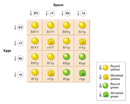 Gregor Mendel Punnett Square