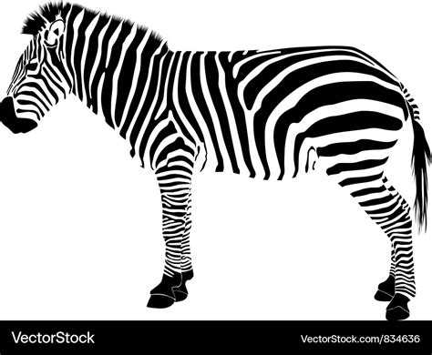 Zebra silhouette Royalty Free Vector Image - VectorStock