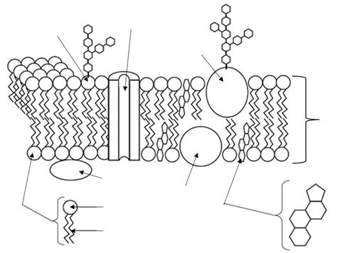 Fluid Mosaic Model Diagram | Quizlet