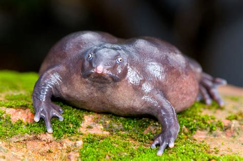 9 Amazing Facts About the Purple Frog (Pig-nosed Frog) – How Africa News