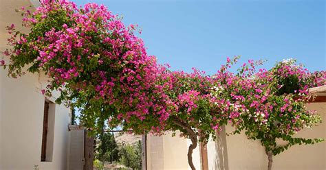 How to Grow and Care for Bougainvillea | Gardener’s Path