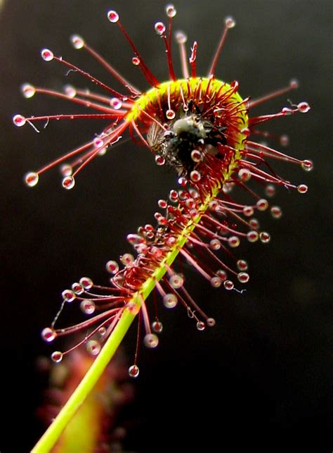 Carnivorous Plant Facts | Garden Guides