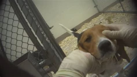 Hidden camera video from Humane Society investigator shows tests ...