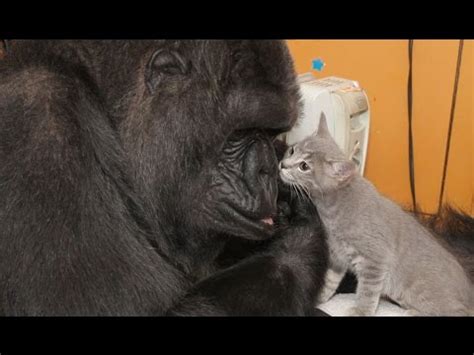 Meet Koko's New Kittens - YouTube