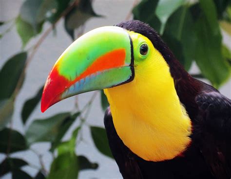 Let’s Talk About Birds: Toucans | Pittsburgh Post-Gazette