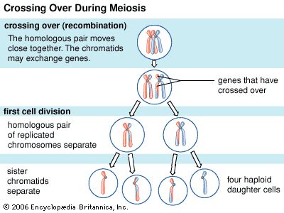 crossing over: genetics - Students | Britannica Kids | Homework Help