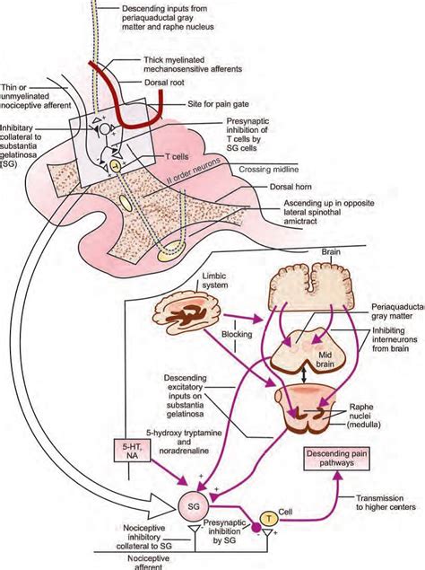 Pain Modulation Currents