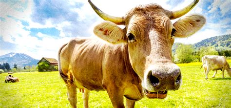 How and why researchers bagged $200k to study cow farts - Rooster Magazine