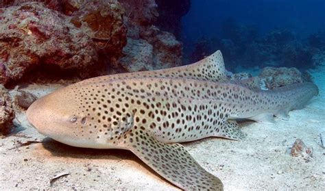 Zebra Shark – "OCEAN TREASURES" Memorial Library