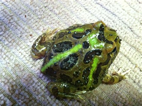 Green pacman frog 2013 from Ivory Reptiles | Pacman frog, Frog, Amphibians