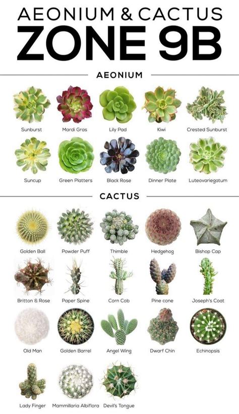 Gift My Plants - Different types of succulents and cactus..