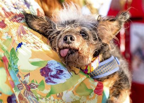 Scamp the Tramp wins World's Ugliest Dog Contest