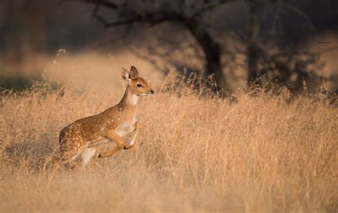 A chital deer fawn running | Chital deer are also known as s… | Flickr