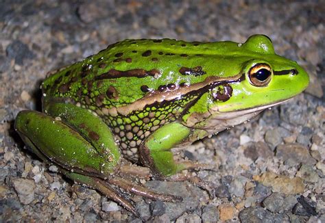 PHYLUM CHORDATE CLASS AMPHIBIA grass frog | Frog, Amazing frog, Amphibians