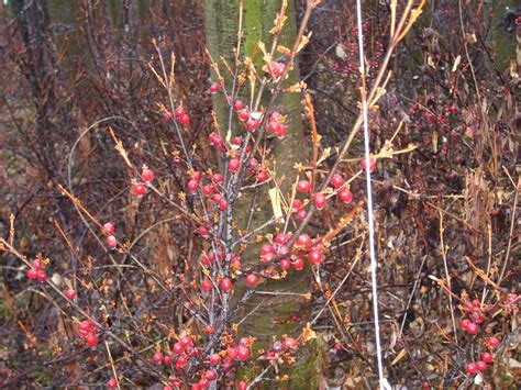 wild cranberries | Cranberry, Cranberry bog, Wild