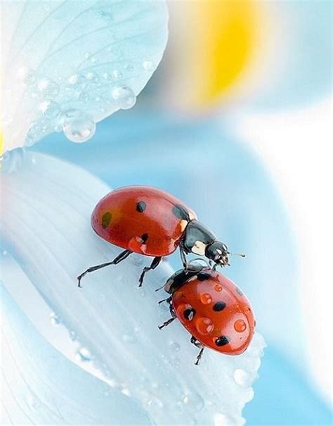 6 Reasons Why Ladybugs Are Good Luck | Balcony Garden Web