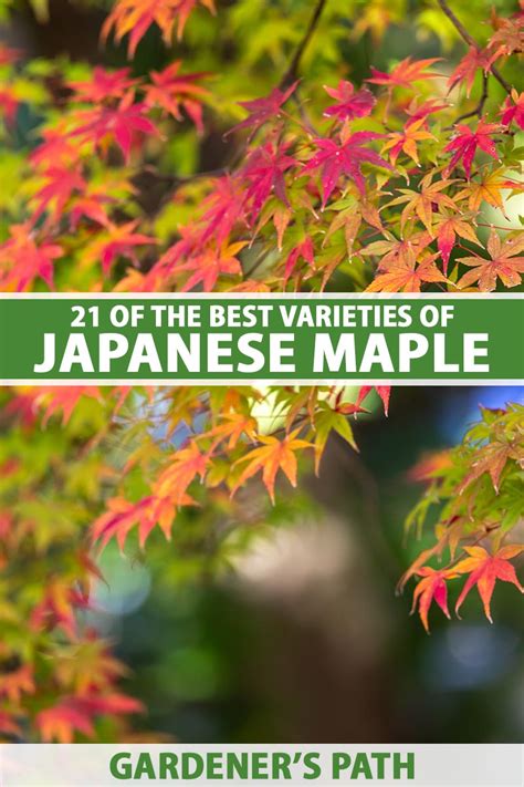 21 of the Best Japanese Maple Varieties | Gardener’s Path