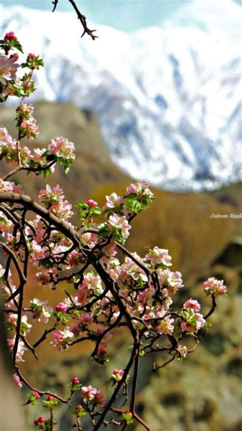 8 Top Rated Places In Hunza Nagar Gilgit Baltistan | International travel tips, Gilgit baltistan ...