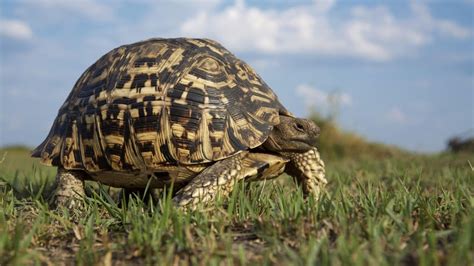 Broaștele Țestoase - Enciclopedia Naturii