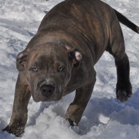 gxg male aaaaaaa 10 week old xl bully pitbull puppy - Worlds Finest Pit ...