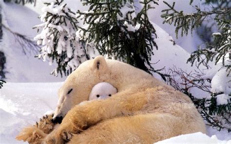 animals sleeping snow polar bears wallpaper - Coolwallpapers.me!