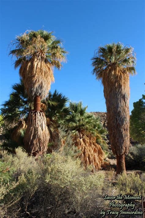 Cottonwood Spring Trail - An Oasis in the Desert - Savor the Moment ...