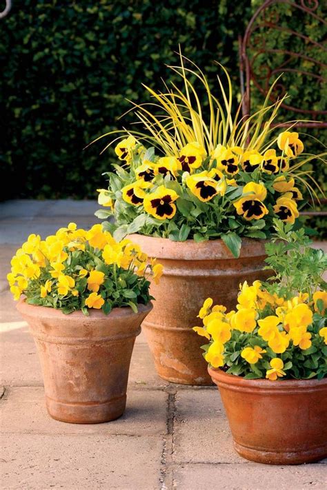 25 Flowers That Thrive In Full Sun | Container garden design, Fall container gardens, Container ...